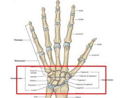 10 fungsi tulang paha pada tubuh manusia. Tulang Lengan Dan Fungsinya Pengertian Dan Susunan