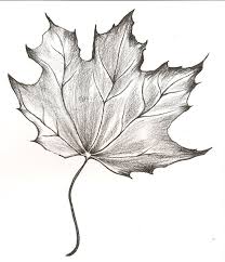 Sketches Of Maple Leaves Maple Leaf Drawing By Piemuncher22 On Deviantart Tree Drawings Pencil Maple Leaf Drawing Fall Drawings