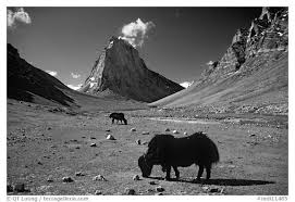Yaks And Gumburanjan Monolith Zanskar Jammu And Kashmir India Jammu And Kashmir Black And White Pictures India