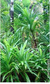 Image result for Pandanus odoratissimus