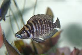 Black Calvus African Cichlids Cichlids Cool Fish