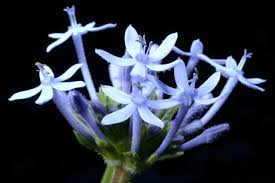 Image result for Pentanisia