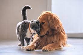Find a furry new friend and give these dogs and cats the love and care they need. Adopting A Pet Just Got A Lot Harder In Toronto Trnto Com