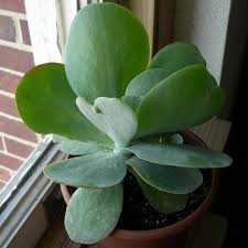 Kalanchoe luciae flapjack or paddle plant is evergreen, with a yellow flowers that bloom in late winter to early spring. Plantfiles Pictures Kalanchoe Species Desert Cabbage Ice Sculpture Kalanchoe Flapjack Plant Paddle Plant Kalanchoe Thyrsiflora By Mgreifenkamp