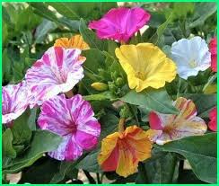 We did not find results for: 10 Bunga Yang Paling Wangi Hadirkan Keindahannya Di Tamanmu Ekor9 Com Ekor9 Com