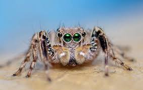 Try keeping track of things like how much it eats and when, and if it changes. The Jumping Spider Isn T The Only Spider That Jumps In Denton