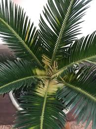 Check spelling or type a new query. Our Sago Palm Is Turning Yellow We Ve Had It For A Few Months Is It A Problem With Not Getting Enough Water Or Light Plantclinic