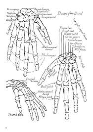 Learn to coloring your anatomy cartoon such as brain anatomy, heart anatomy, human body anatomy etc. 21 Free Printable Anatomy Coloring Pages Image Inspirations Azspring