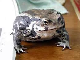 ヒキガエルの飼育方法！ペットとしての飼い方や生態を分析 [爬虫類・両生類] All About