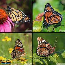 Butterflies range in size from a tiny 1/8 inch to a huge almost 12 inches. How To Tell Apart Four Orange And Black Butterflies Dickinson County Conservation Board