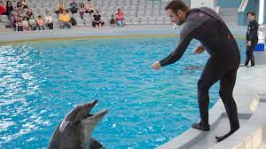 În prezent programul lor este urmărit şi diversificat continuu de o echipă română de antrenori, în majoritate cu studii superioare.prin. Cat CostÄ Biletul La Acvariul ConstanÈa Delfinariu Èi MicrorezervaÈie La Inceput De Sezon 2018 Ctnews