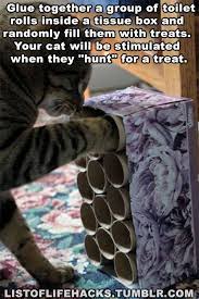 Life Hacks For Cat Owners Diy Cat Food Puzzle Indoorcatsdiy Diy Cat Toys Cat Hacks Cat Diy