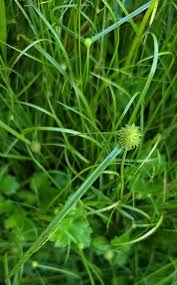 Image result for Kyllinga