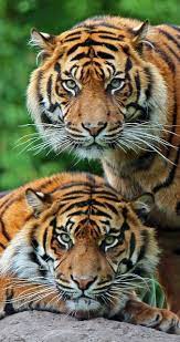 Wildlife Power T T T Tigers Time The Tiger Panthera Tigris Animals Beautiful Wild Cats Animals