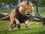 Full Hd Lion Wallpaper Download