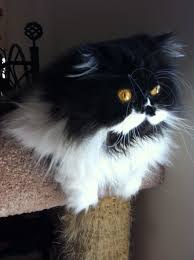 Black And White Cat Breeds With Yellow Eyes Black White Bi Color Persian Cat Looks Good In Fur And Its Eyes Sparkle Like Yellow Diamonds Good Pretend Cat Cats Pretty Cats Cute Cats