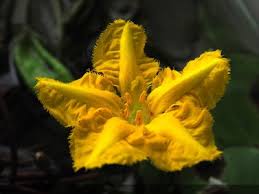 Image result for Nymphoides brevipedicellata