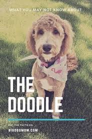 The poodle is a dog breed that comes in three varieties: What Do You Get When You Cross A Doodle And An Unwich