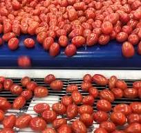 Cherry tomato grading machine - every tomato count | Ellips ...