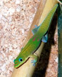 We did not find results for: Gecko Wikipedia