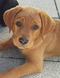 foxred labrador puppy fox red labrador puppy red lab puppies lab dogs