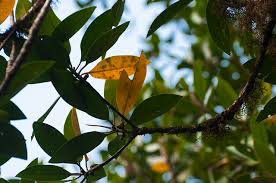 Image result for Vernonia auriculifera