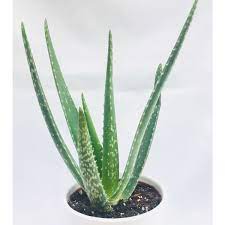 Aloe vera bahçede yetişir mi, aloe vera bitkisi ne zaman çiçek açar, aloe vera çiçeği nasıl kullanılır, aloe vera faydaları zararları, aloe vera nedir. Ozen Cicek Seramik Saksida Toprakli Aloe Vera Cicegi 40 Cm Fiyati