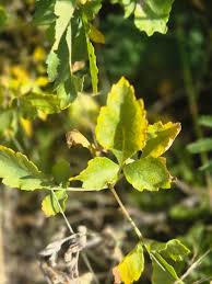 Image result for Commiphora africana