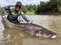 Dengan nama latin wallago, ikan tapah merupan jenis ikan predator yang tak jarang manusia juga menjadi mangsanya. Raksasa Mulu Majalah Sirip
