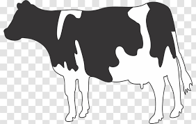 White and black cow, holstein friesian cattle murray grey cattle brown swiss cattle graphy dairy cattle, cows, cow goat family, snout png. Jersey Cattle Holstein Friesian Belgian Blue Dairy Water Buffalo Breed Cow Transparent Png