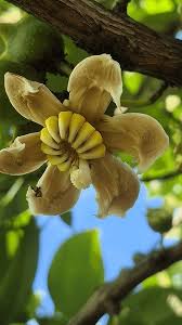 Image result for Bellucia