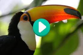 Videos San Diego Zoo Kids Toco Toucan Toucans San Diego Zoo