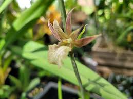 Image result for Eulophia obscura