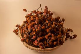 Image result for Dialium schlechteri