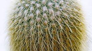 At a broad level, cacti have a lot of characteristics in common with other plants. Music For Plants 5 The Ransom Note