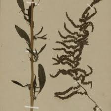 Image result for Amaranthus schinzianus