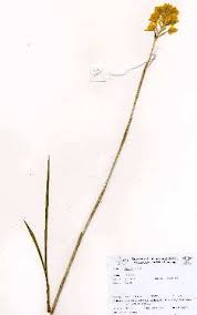 Image result for Eulophia acutilabra