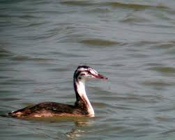 Le grèbe huppé (Podiceps cristatus)
