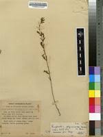 Image result for Euphorbia polycnemoides