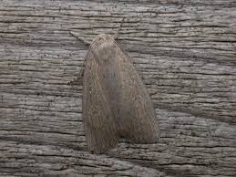 Image result for Chilodes maritima