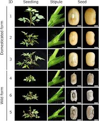 Image result for Vigna multinervis