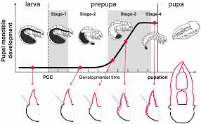 developmental staging chart of prepupal development from the