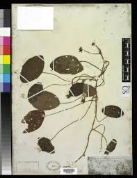 Image result for Cabombaceae