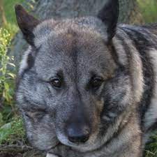 Norwegian Elkhound Breed Information Characteristics Heath Problems Dogzone Com