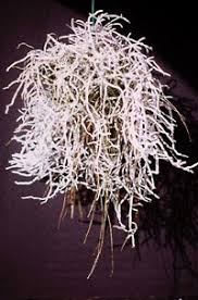 Image result for Microcoelia exilis