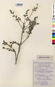 Image result for Phyllanthus glaucophyllus