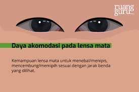 Adapun prinsip kerja mata hampir sama dengan prinsip kerja kamera. Apa Saja Bagian Bagian Mata Dan Fungsinya Biologi Kelas 7