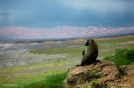 An Olive Baboon Is Sitting On The Cliff Which People Call The Baboon Cliff Overlooking The Lakenakuru This Was An Era Whe Animals Wildlife Photography Nakuru