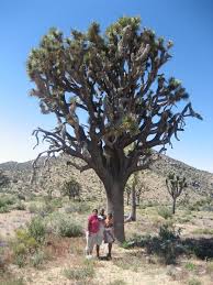 Why are joshua trees protected? The Oldest Joshua Tree Photo