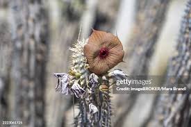 Image result for Hoodia currorii
